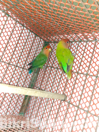 Love Bird
